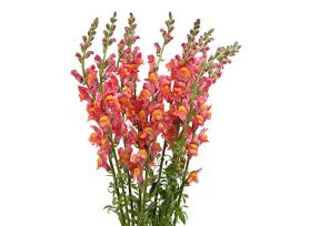 Snapdragon orange