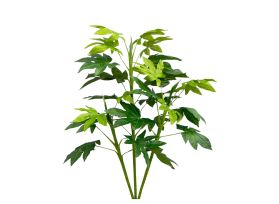 Aralia