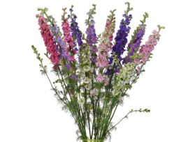 Larkspur — assorted