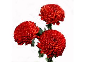 cremons — red