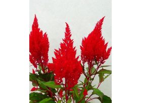 Celosia Red