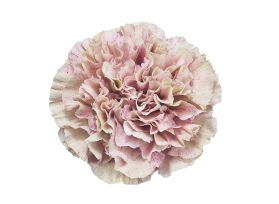 Carnation Babylon