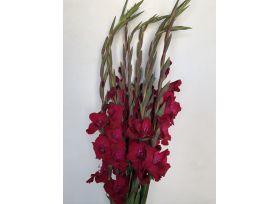 Gladioulus— burgundy