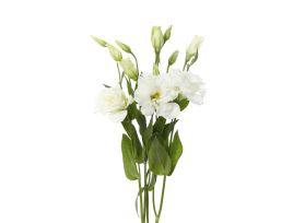 Lisinthus - white
