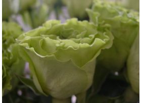 Green Rose Super Green
