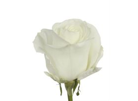 White Rose Tibet 40 cm