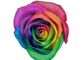 Rainbow Tinted Roses