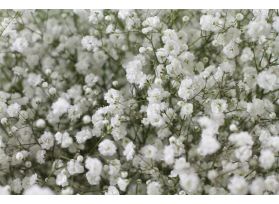 Gypsophila Perfecta