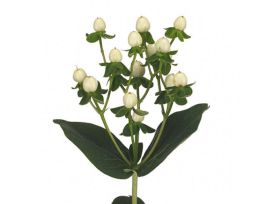 Hypericum —  True white