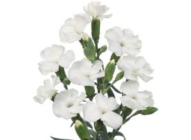 Solomio - White