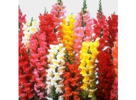 Snapdragons Assorted