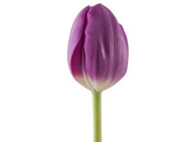 Standard Tulips - purple