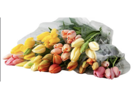 French Tulips