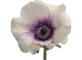 Anemone Bicolor Viola