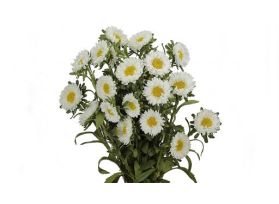 Aster Montecasino white