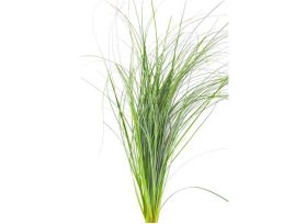 Bear Grass
