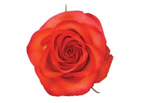 Orange Rose High & Orange Magic