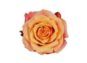 Orange Rose Cherry Brandy