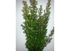 Boxwood