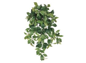 Bush Ivy