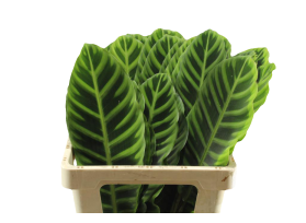 Calathea Zebrina