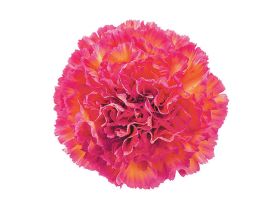Carnation Jelly