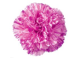 Carnation Jubilee