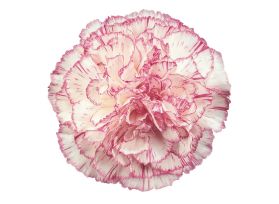 Carnation Melodia