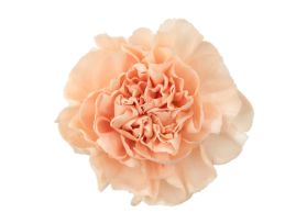 Carnation Peach