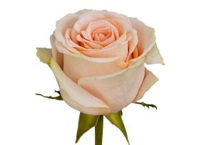 Champagne Rose High & Arena