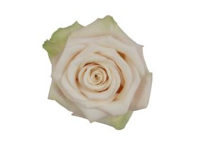 Champagne Rose Sahara