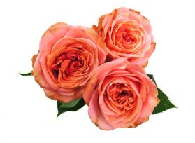 Garden Rose Coral xpression