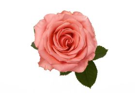 Coral Rose Amsterdam