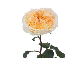 Garden Rose Beatrice