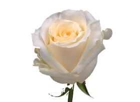 Cream Rose Creme de la Creme