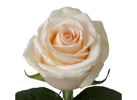 Cream Rose La perla