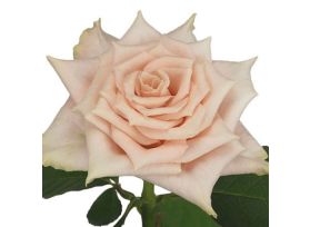 Cream Rose Sandy