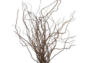 Curly Willow Medium