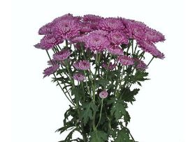 cushion poms — lavender