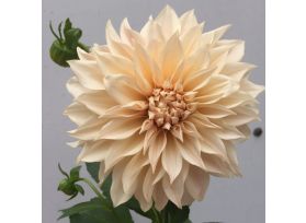 dahlias cafe au lait