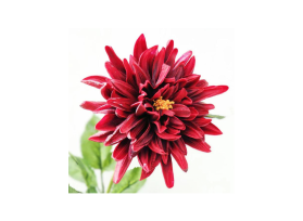 dahlias red