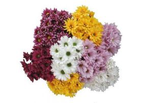 daisy poms — assorted