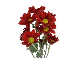 daisy poms — red managua