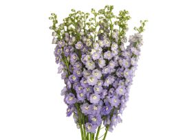 Delphinium hybrid - lavender