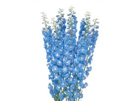 Delphinium hybrid - light blue