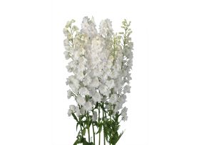 Delphinium hybrid - white
