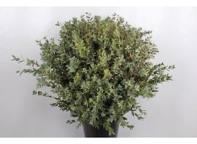 Eucalyptus Parvifolia