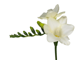 Freesias — white