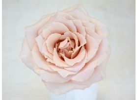 Garden Rose Brides Maid