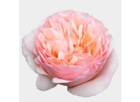Garden Rose Princess Charlene